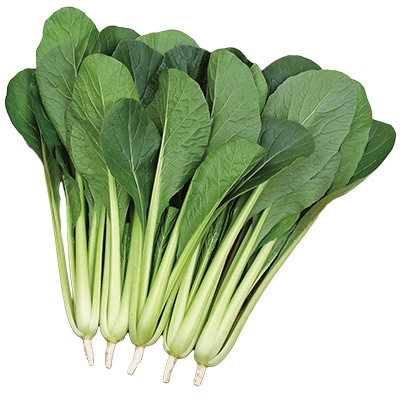 コマツナ さくらぎ