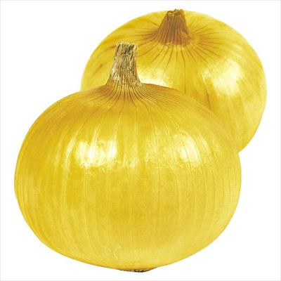 タマネギ トップゴールド320