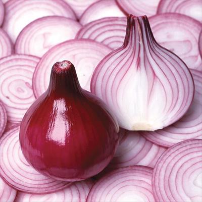 タマネギ ルビールージュ(R)