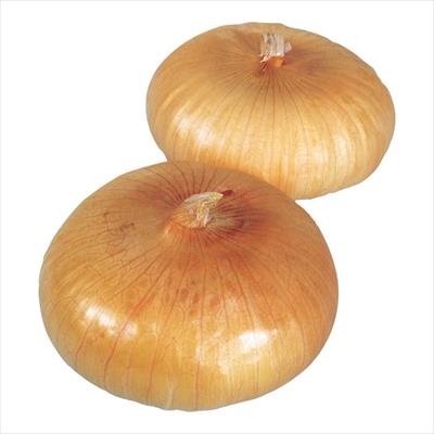 タマネギ 貝塚早生