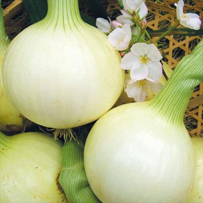 タマネギ 春いちばん