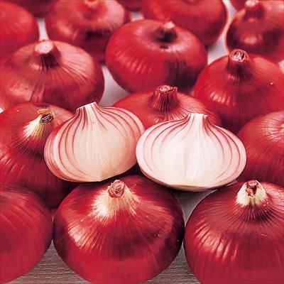 タマネギ 湘南レッド