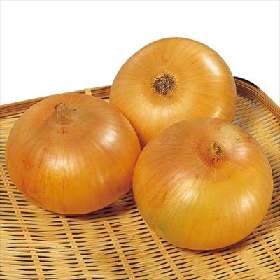 タマネギ 泉州中高黄