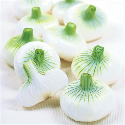 タマネギ 愛知早生白玉葱