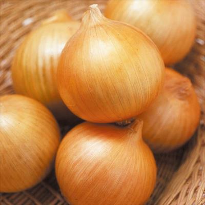 タマネギ 貯蔵用 つり玉葱