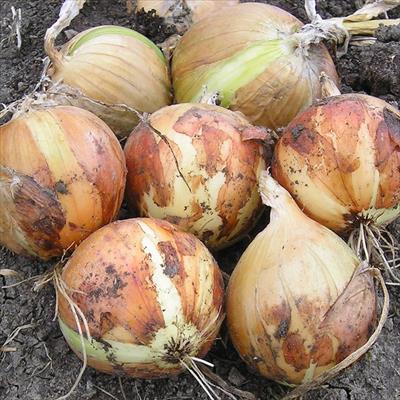 タマネギ アイドルまさこ(R)