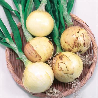 タマネギ スーパーリニア玉葱