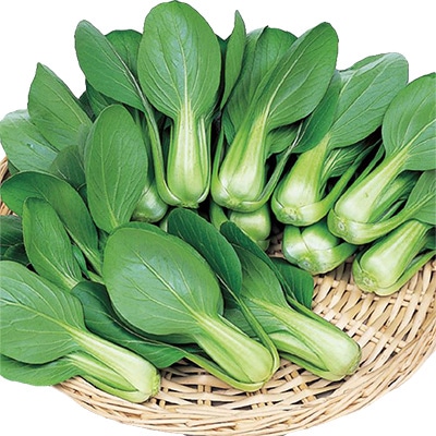 ミニチンゲンサイ シャオパオ(R)