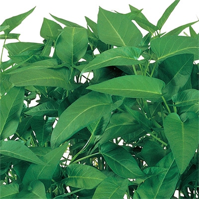 中国野菜 エンツァイ