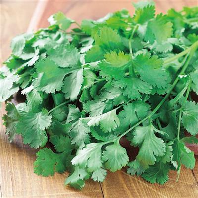 パクチー ぱくぱくパクチー（コリアンダー）