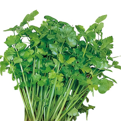 中国野菜 スープセロリ（芹菜）