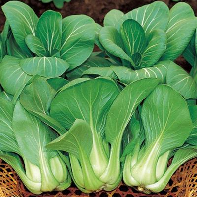 チンゲンサイ 青帝