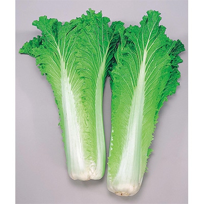 タケノコハクサイ 中国紹菜