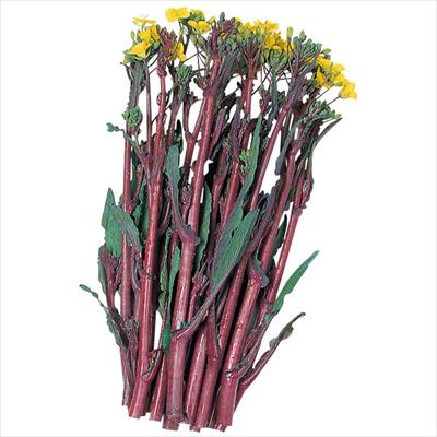 中国野菜 紅菜苔