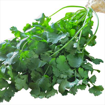 ぱくぱくパクチー（コリアンダー）