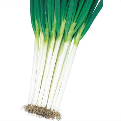 ネギ 夏扇パワー