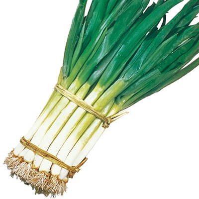 ネギ 九条太ねぎ