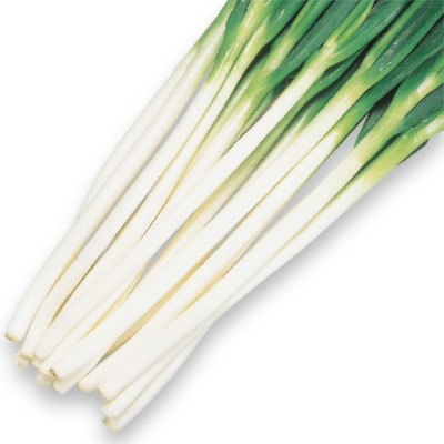 ネギ  石倉一本太