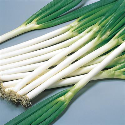 ネギ 夏扇3号