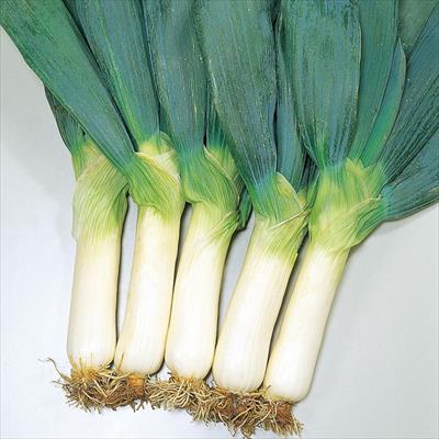 ネギ 雷帝下仁田