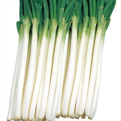 ネギ 永吉冬一本太