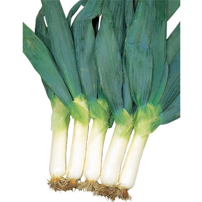 ネギ 雷帝下仁田