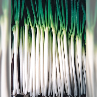 ネギ 加賀一本太葱