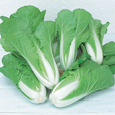 ミニハクサイ タイニーシュシュ(R)