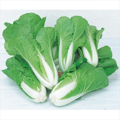 ミニハクサイ タイニーシュシュ(R)