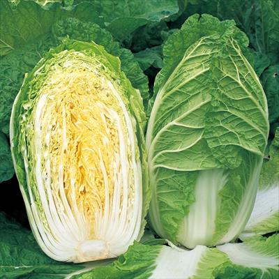 ハクサイ ゆめぶき506