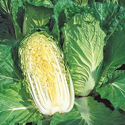 ハクサイ さとぶき613