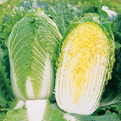 ハクサイ 冬月90