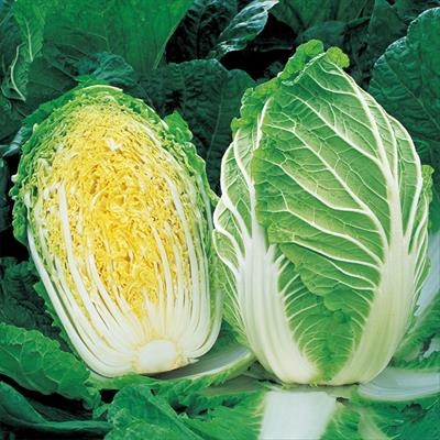 ハクサイ ちよぶき70