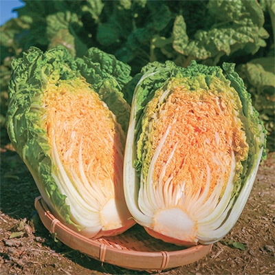 ミニハクサイ オレンジミニ