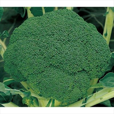ブロッコリー 緑笛