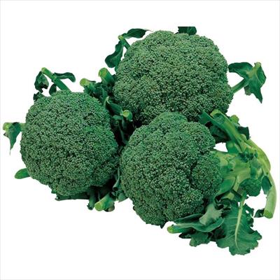 ブロッコリー 緑嶺