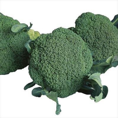 ブロッコリー ウインタードーム