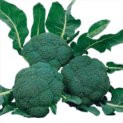 ブロッコリー こんにちは(R)