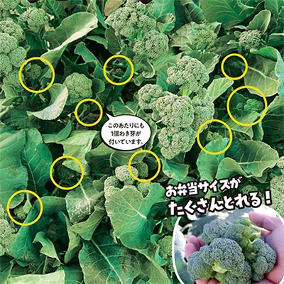 ブロッコリー よくばり(R)