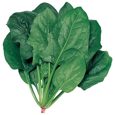 ホウレンソウ ブライトン