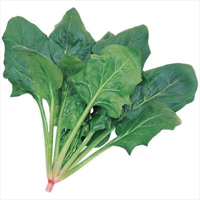 ホウレンソウ トラッド