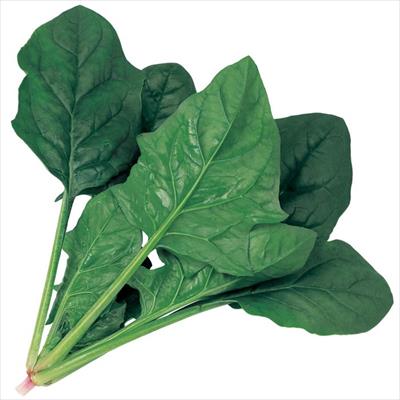 ホウレンソウ クロノス