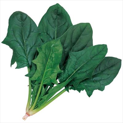 ホウレンソウ オシリス