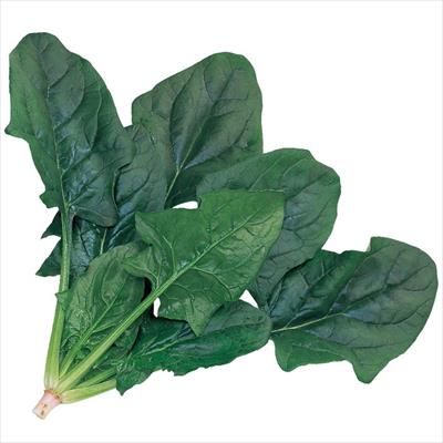 ホウレンソウ プログレス