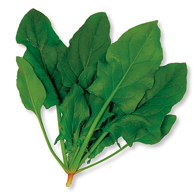 ホウレンソウ 豊葉ほうれん草