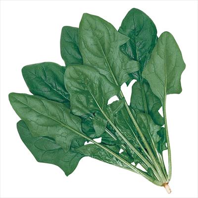 ホウレンソウ まほろば