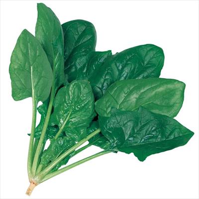 サラダほうれん草 トリトン