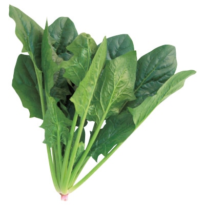 ホウレンソウ ハイドン