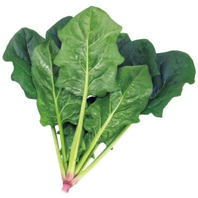 ホウレンソウ ピンドン(R)