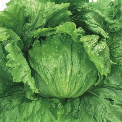 レタス フリフリッカー